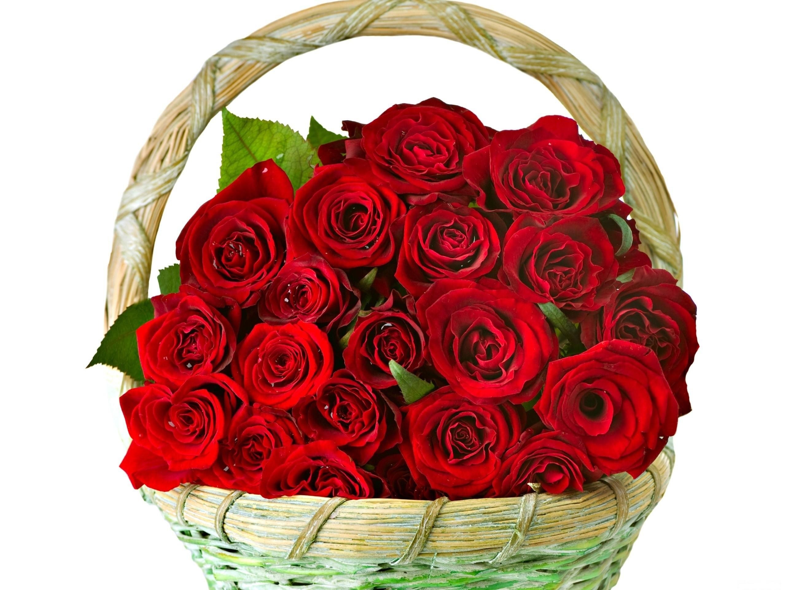 Red roses in a basket