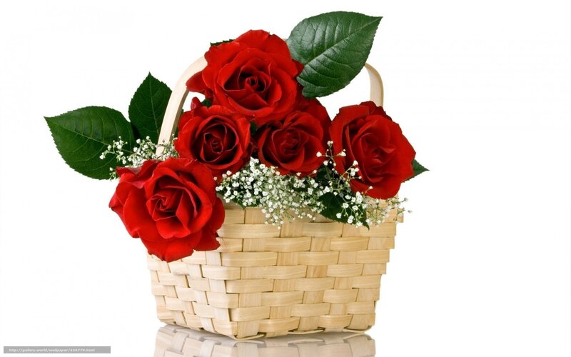 Red roses in a basket