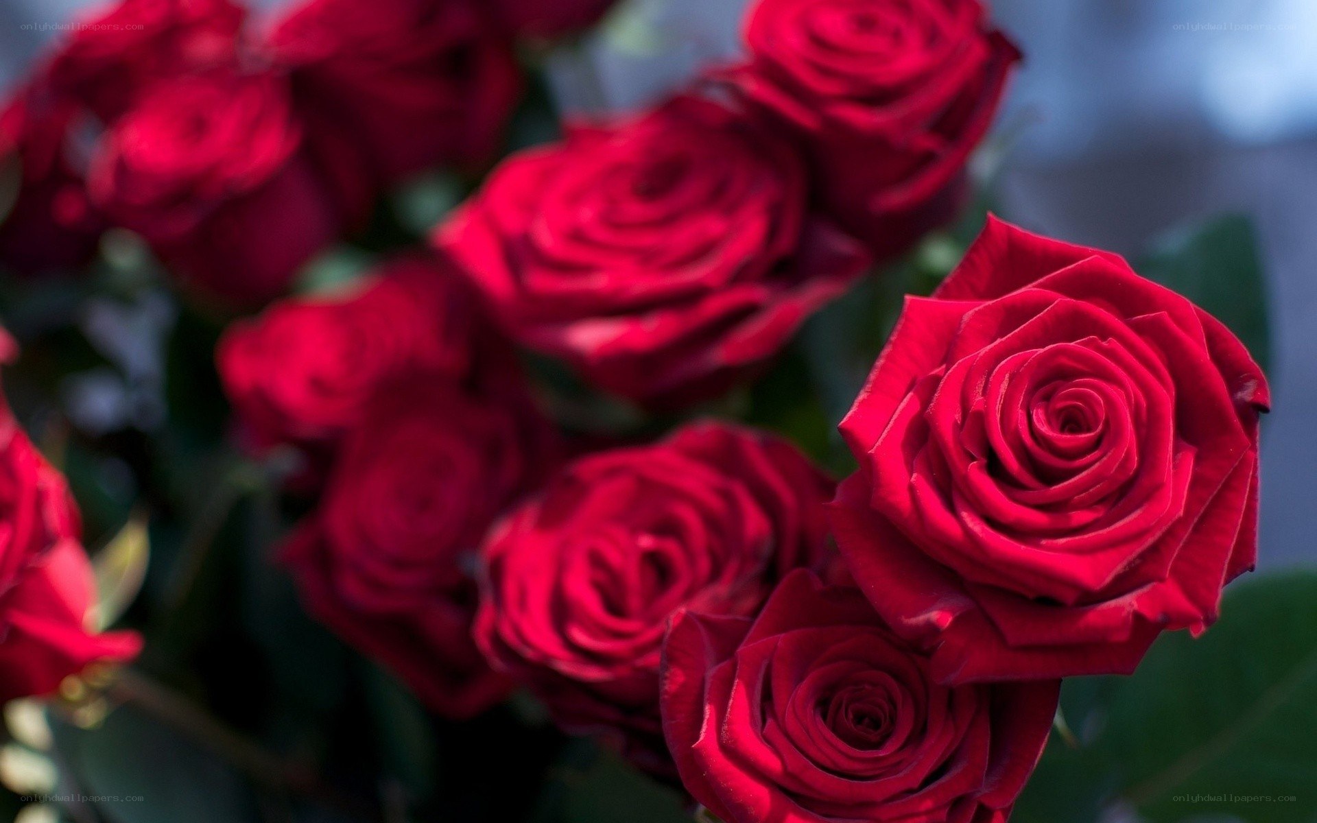 Red roses in a bouquet