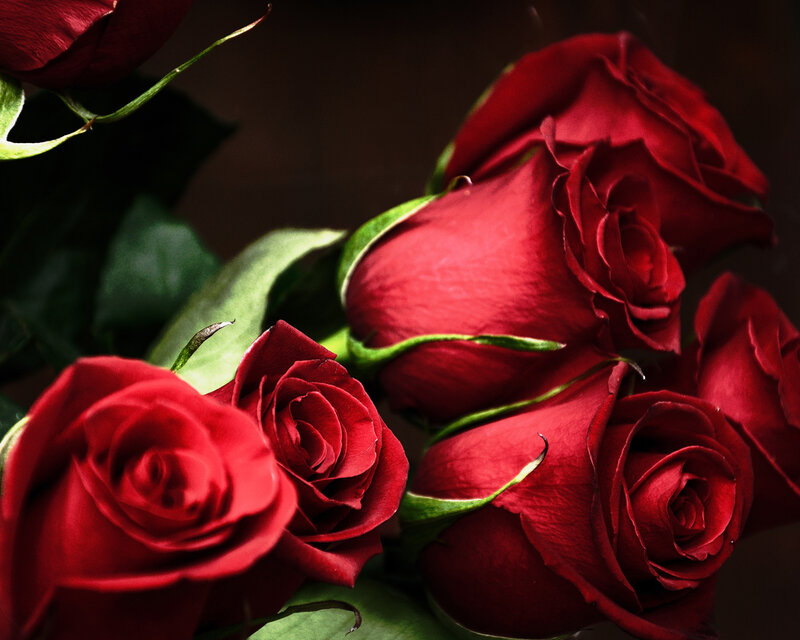 Red roses in a bouquet