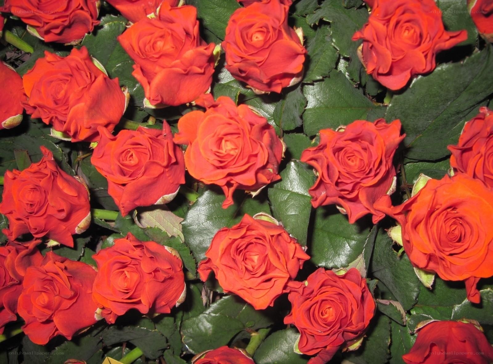 Red roses in a bouquet