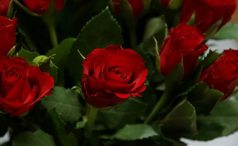 Red roses in a bouquet