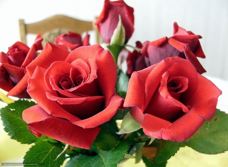 Red roses in a bouquet