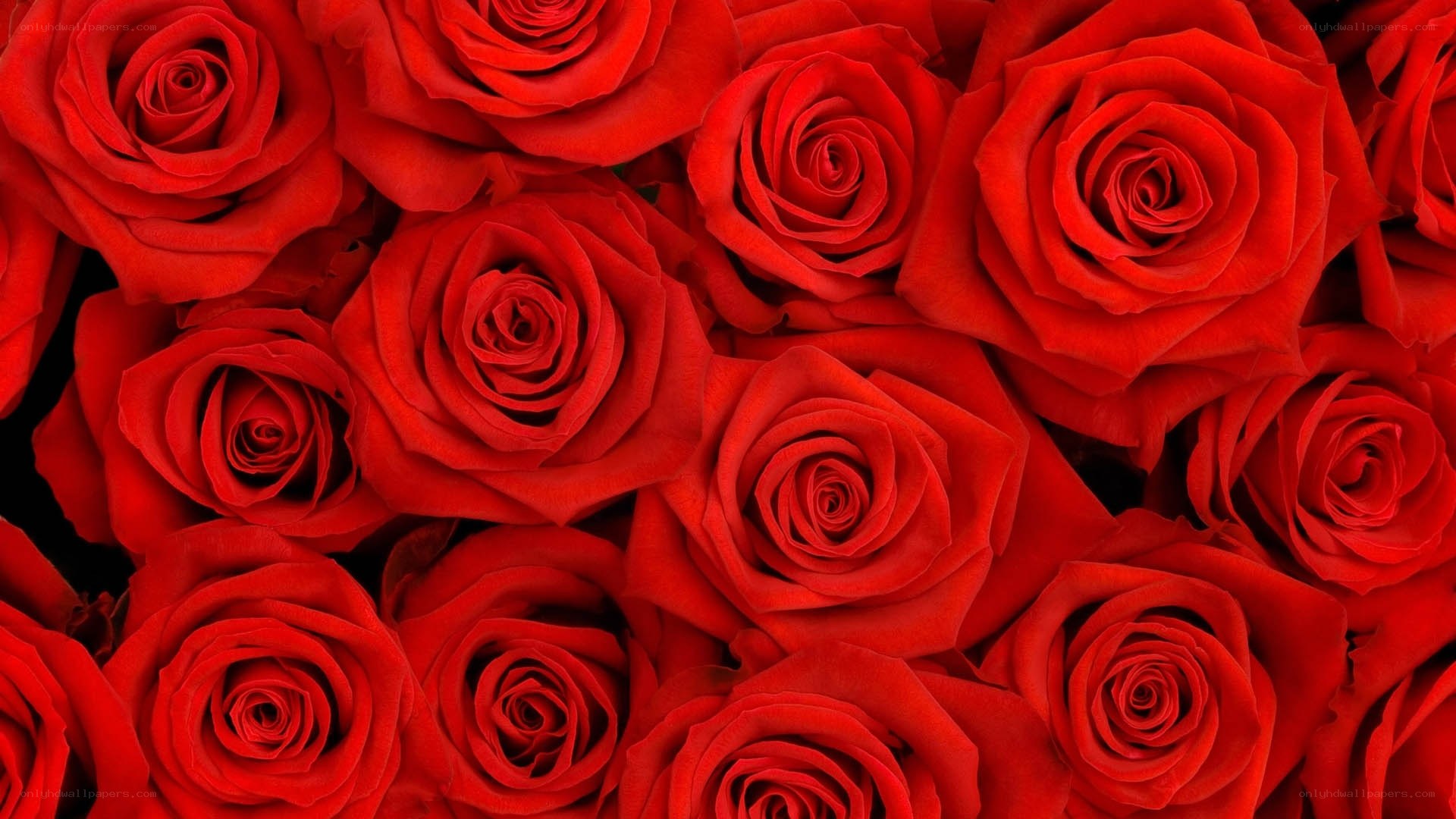 Red roses in a bouquet