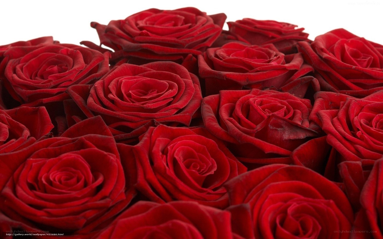 Red roses in a bouquet
