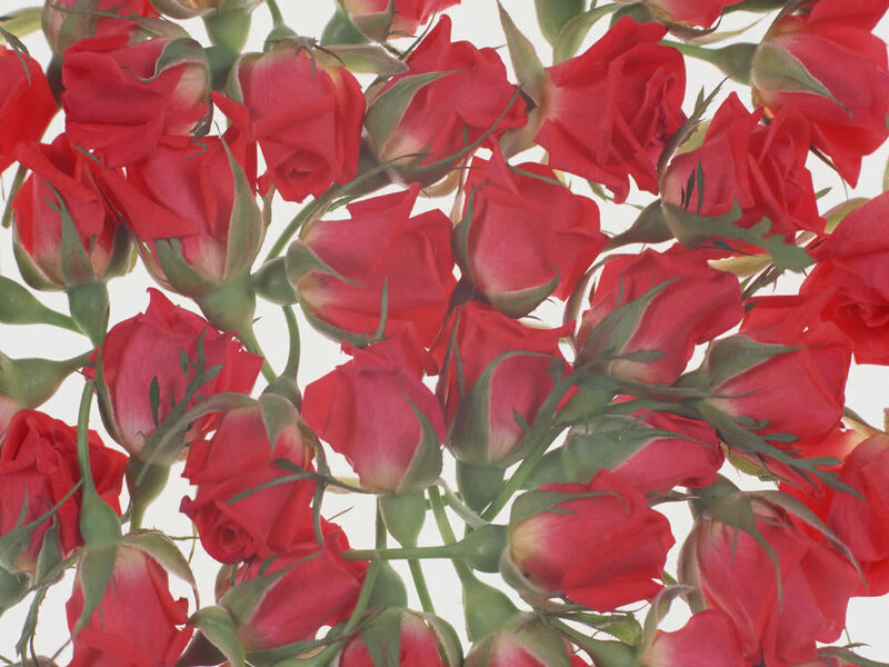 Red Roses in a Bouquet — Calm, Photograph, Buds