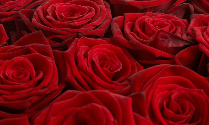 Red Roses in a Bouquet — Calm, Photograph, Flowers