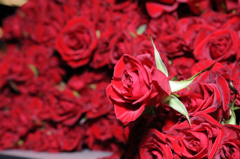 Red Roses in a Bouquet — Calm, Photograph, Green Leaves, Petals