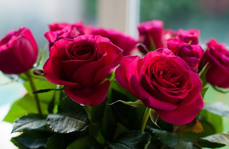 Red Roses in a Bouquet — Calm, Photograph, Green Leaves, Window