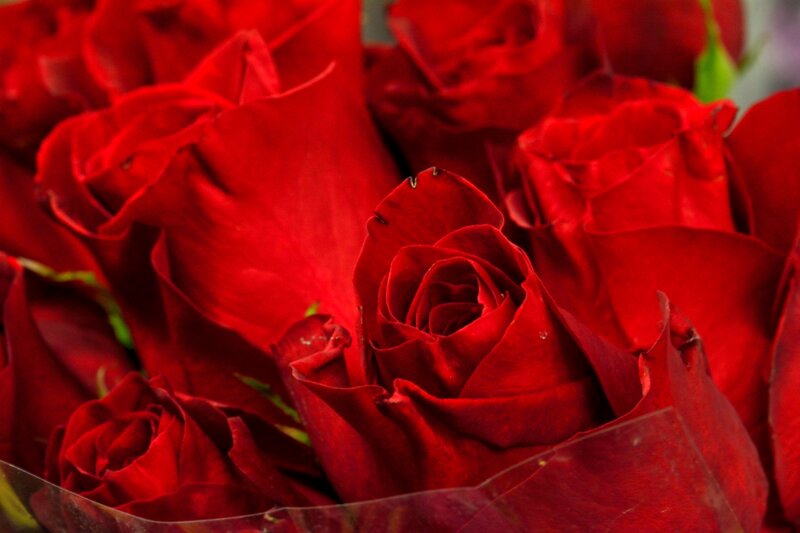 Red Roses in a Bouquet — Calm, Photograph, Green Stems
