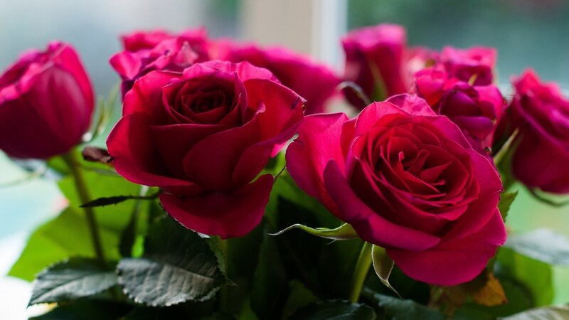 Red Roses in a Bouquet — Calm, Photograph, Leaves, Window