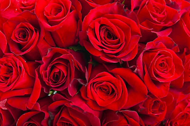 Red Roses in a Bouquet — Calm, Photograph, Petals, Bloom