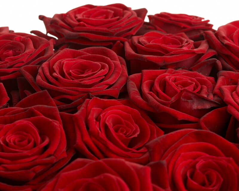 Red Roses in a Bouquet — Calm