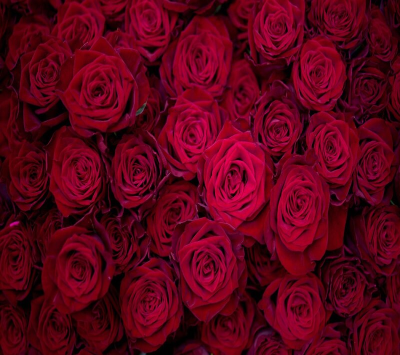 Red Roses in a Bouquet — Dense, Photograph