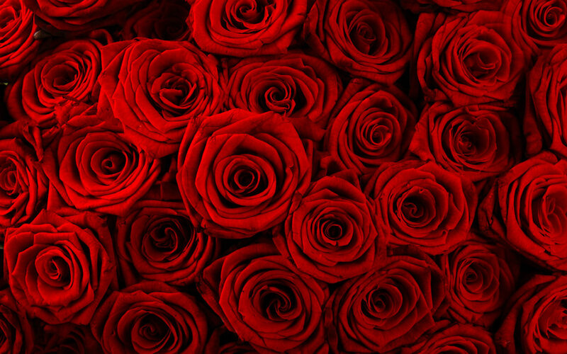 Red Roses in a Bouquet — Dense