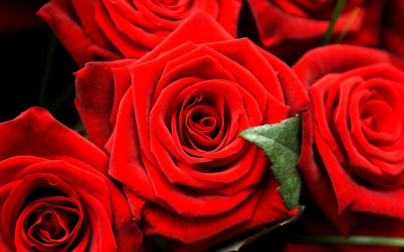 Red Roses in a Bouquet — Dramatic, Photograph, Green Leaf
