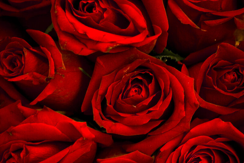 Red Roses in a Bouquet — Dramatic, Photograph, Petals, Bloom