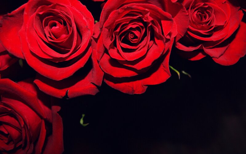Red Roses in a Bouquet — Dramatic, Photograph, Petals, Dark Background
