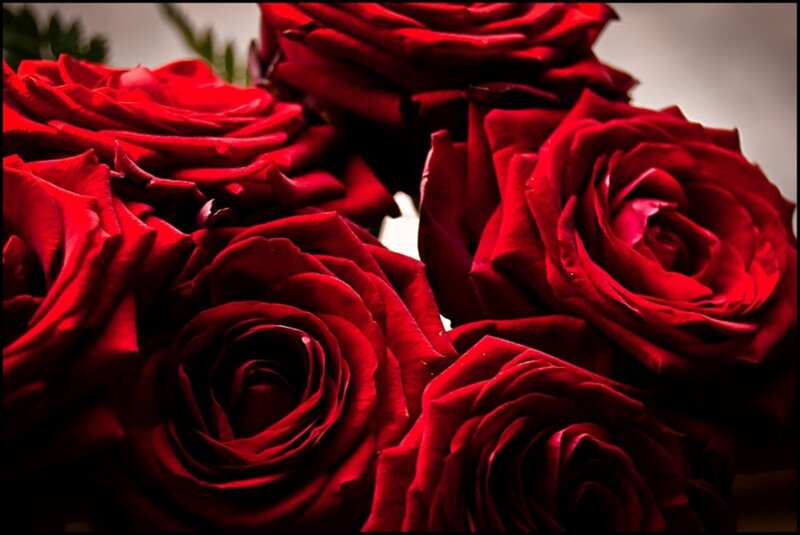 Red Roses in a Bouquet — Dramatic, Photograph, Petals, Green Leaves