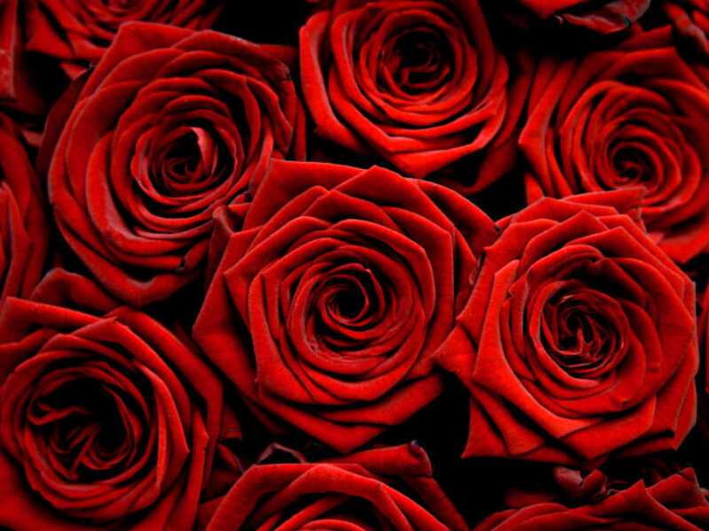 Red Roses in a Bouquet — Dramatic, Photograph, Petals