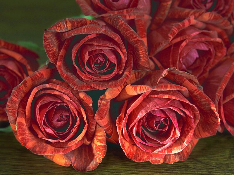 Red Roses in a Bouquet — Dramatic, Photograph, Wooden Surface