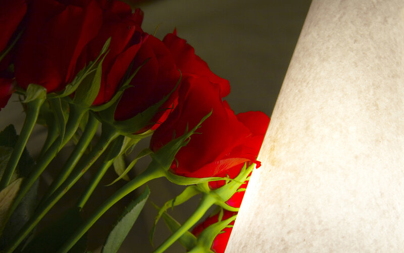 Red Roses in a Bouquet — Dramatic