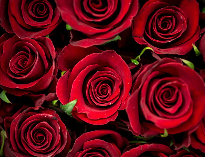 Red Roses in a Bouquet — Intense, Photograph
