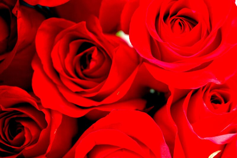 Red Roses in a Bouquet — Intense
