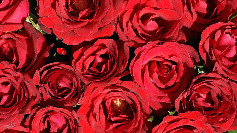Red Roses in a Bouquet — Romantic, Afternoon