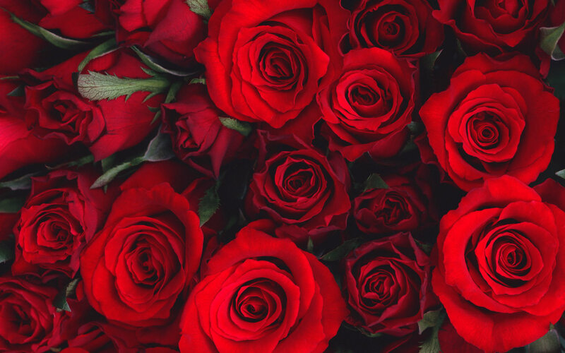 Red Roses in a Bouquet — Romantic, Photograph, Green Leaves