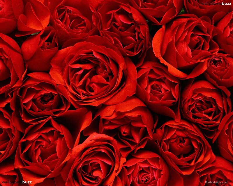 Red Roses in a Bouquet — Romantic, Photograph