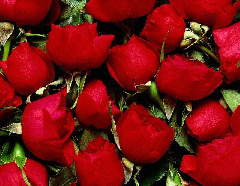 Red Roses in a Bouquet — Romantic