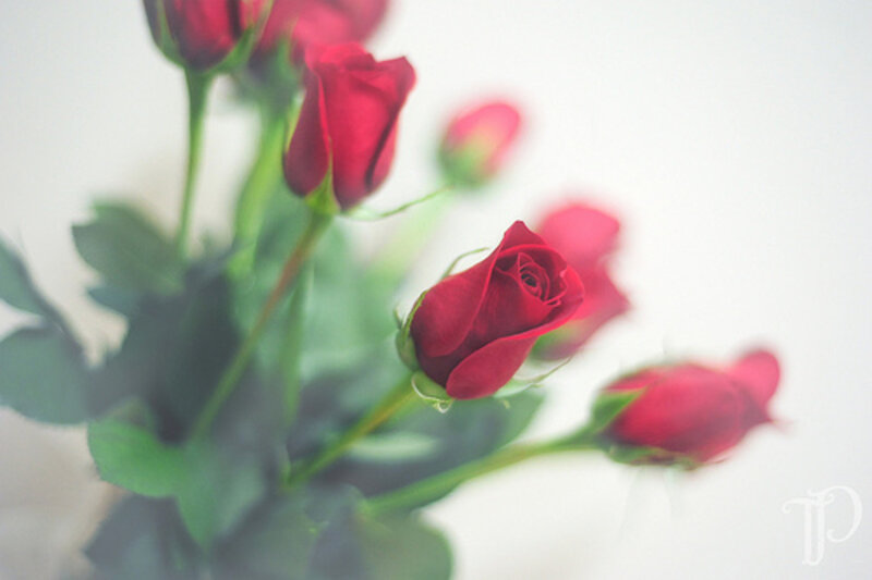 Red Roses in a Bouquet — Serene