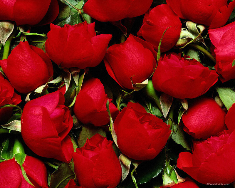 Red Roses in a Bouquet — Vibrant