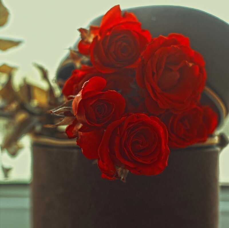 Red Roses in a Box — Calm, Photograph