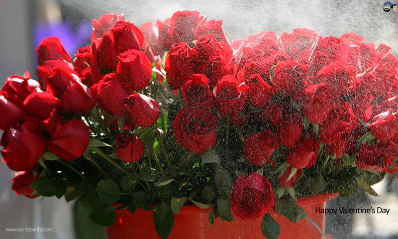 Red Roses in a Bucket