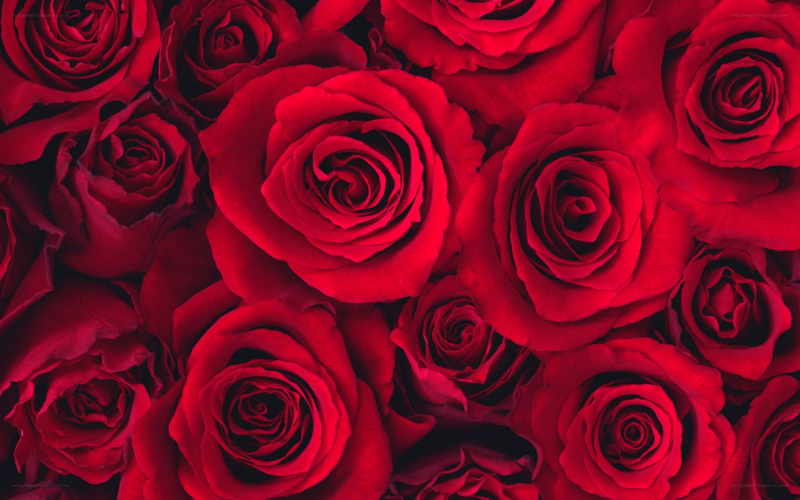 Red roses in a close-up