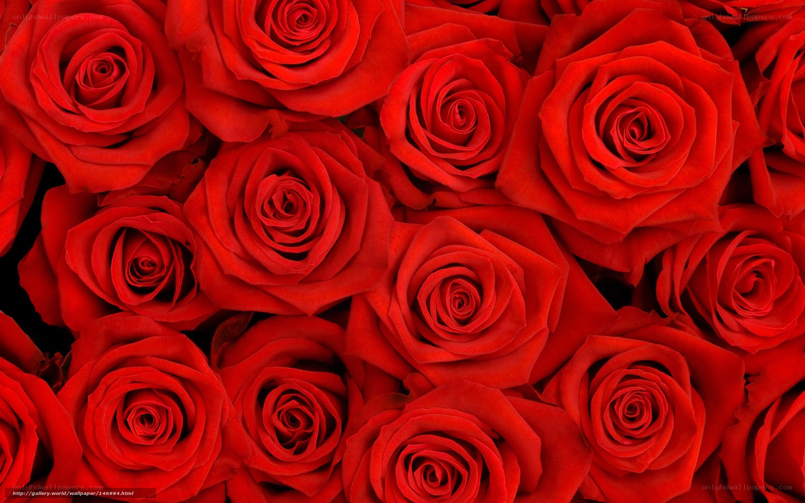 Red roses in a close-up