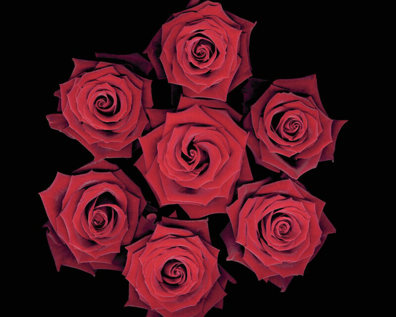 Red Roses in a Cluster — Dramatic
