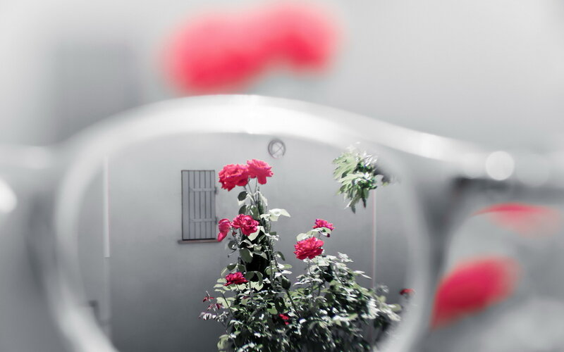 Red Roses in a Courtyard
