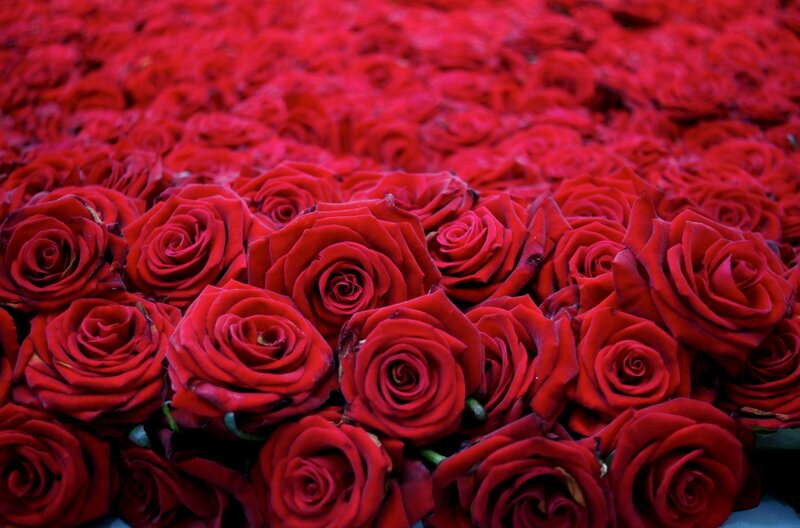 Red Roses in a Field — Calm, Photograph