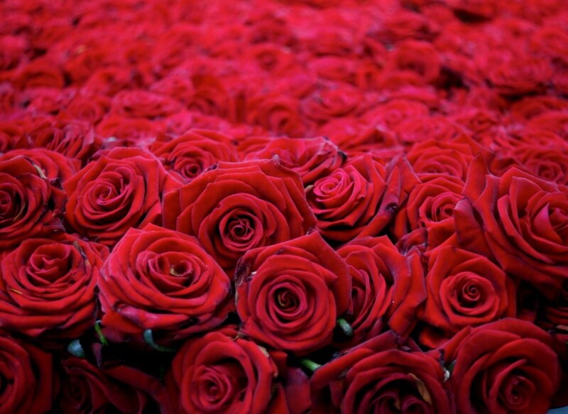 Red Roses in a Field — Calm