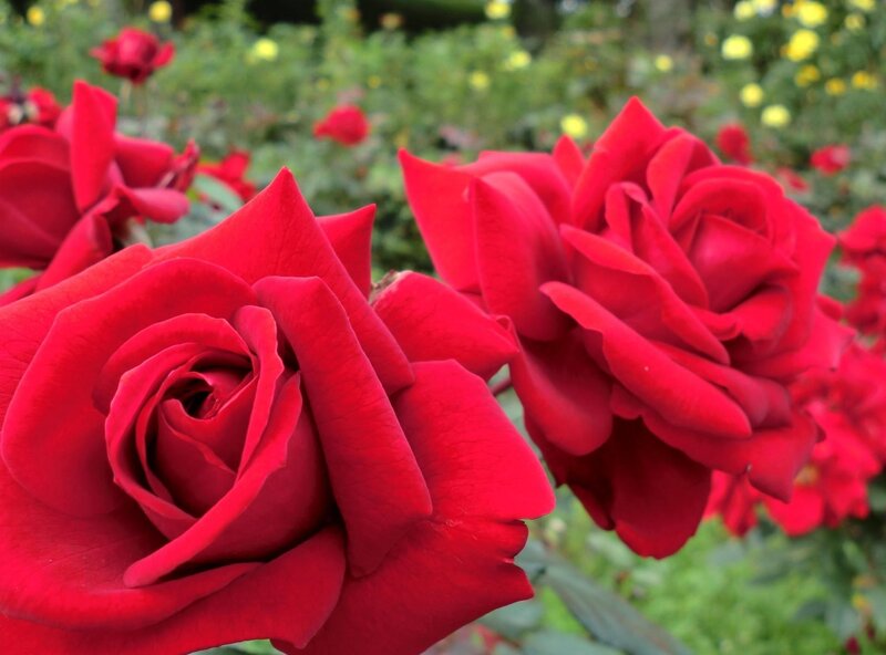 Red roses in a garden