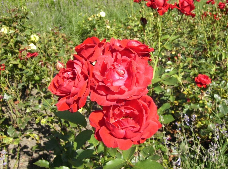 Red roses in a garden