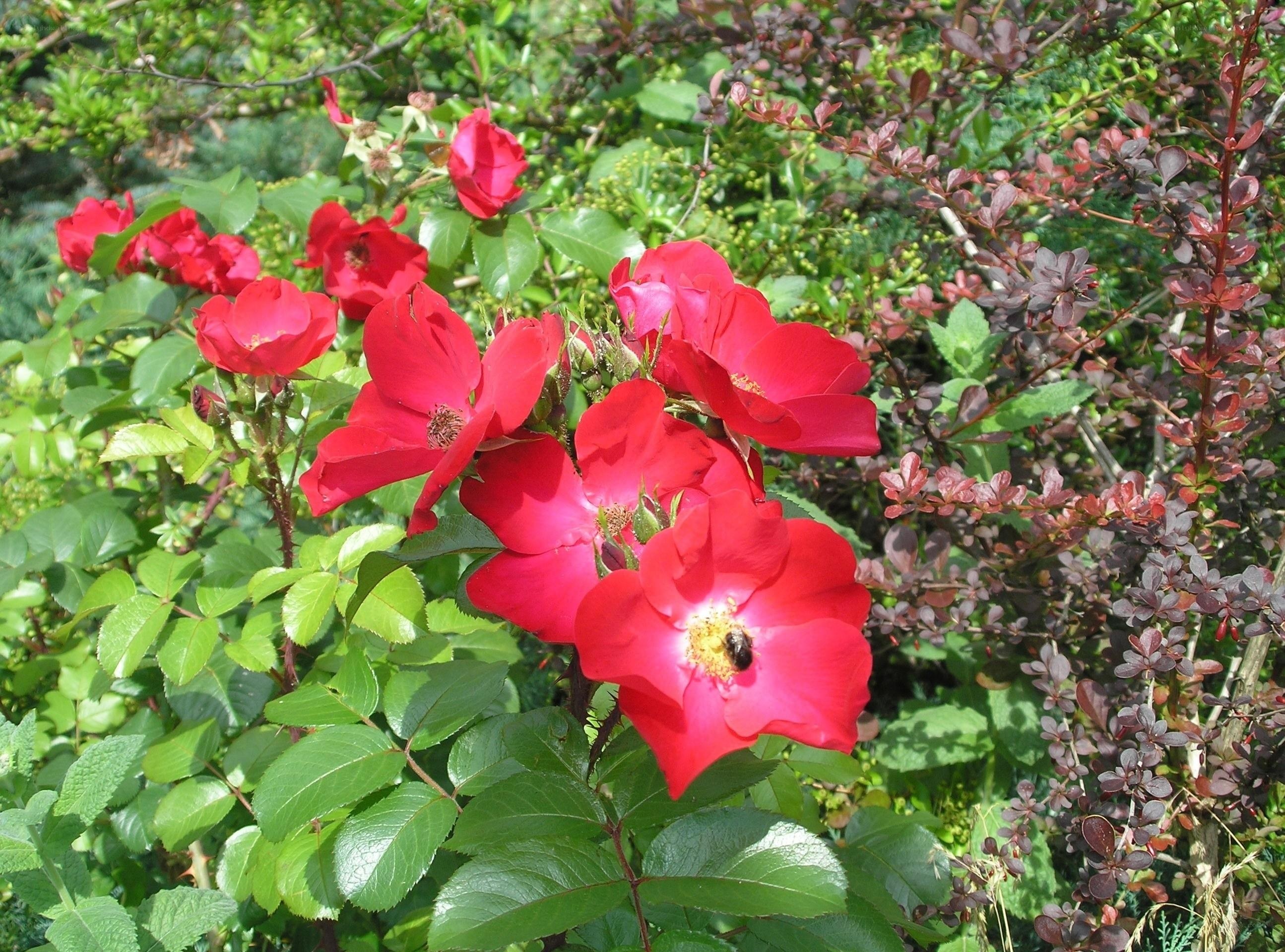 Red roses in a garden
