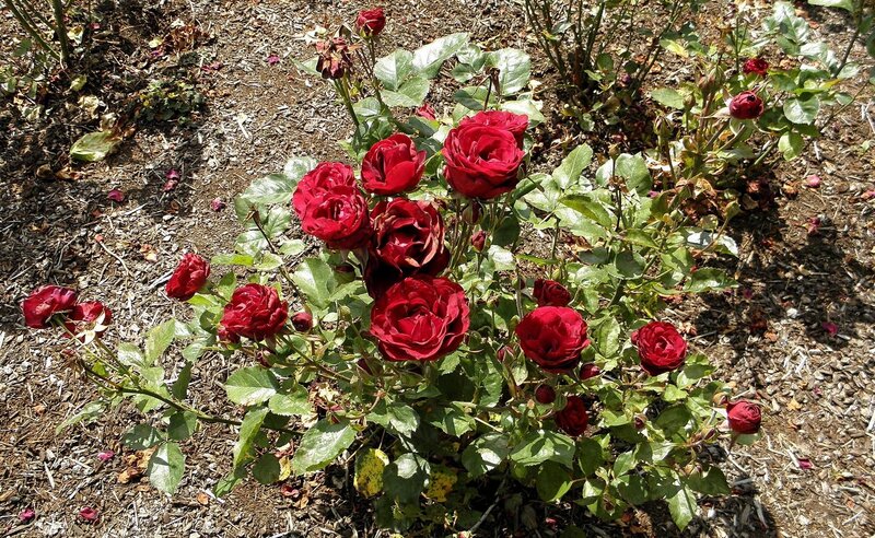 Red roses in a garden