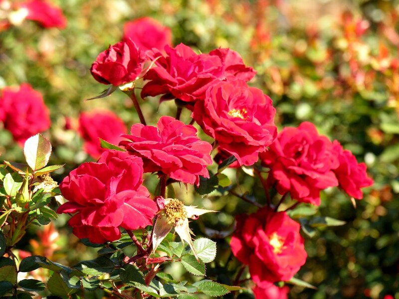 Red roses in a garden