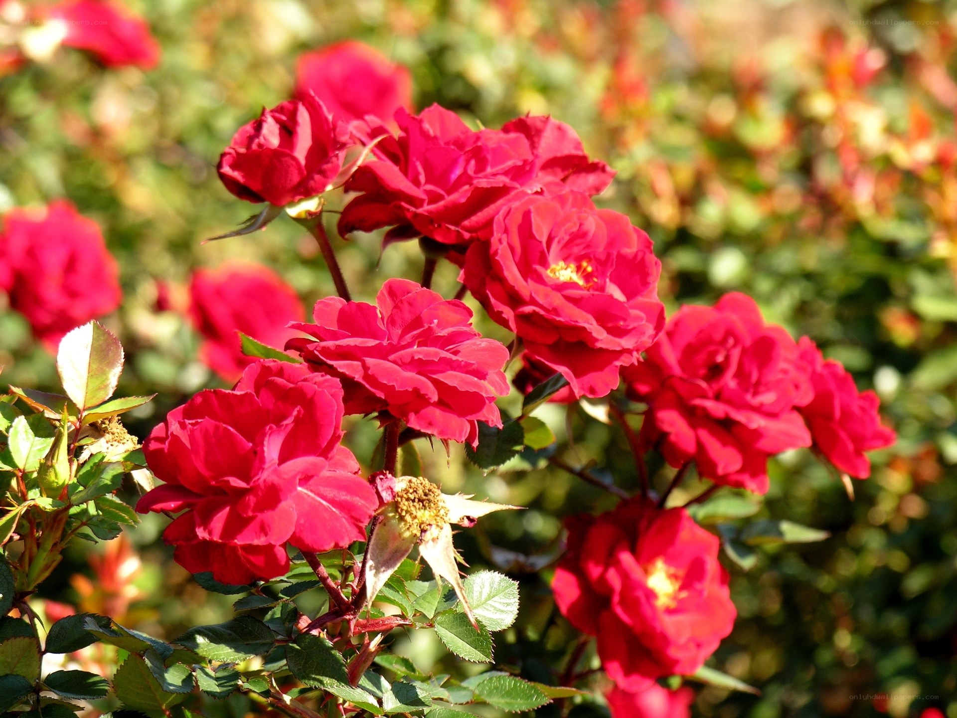 Red roses in a garden