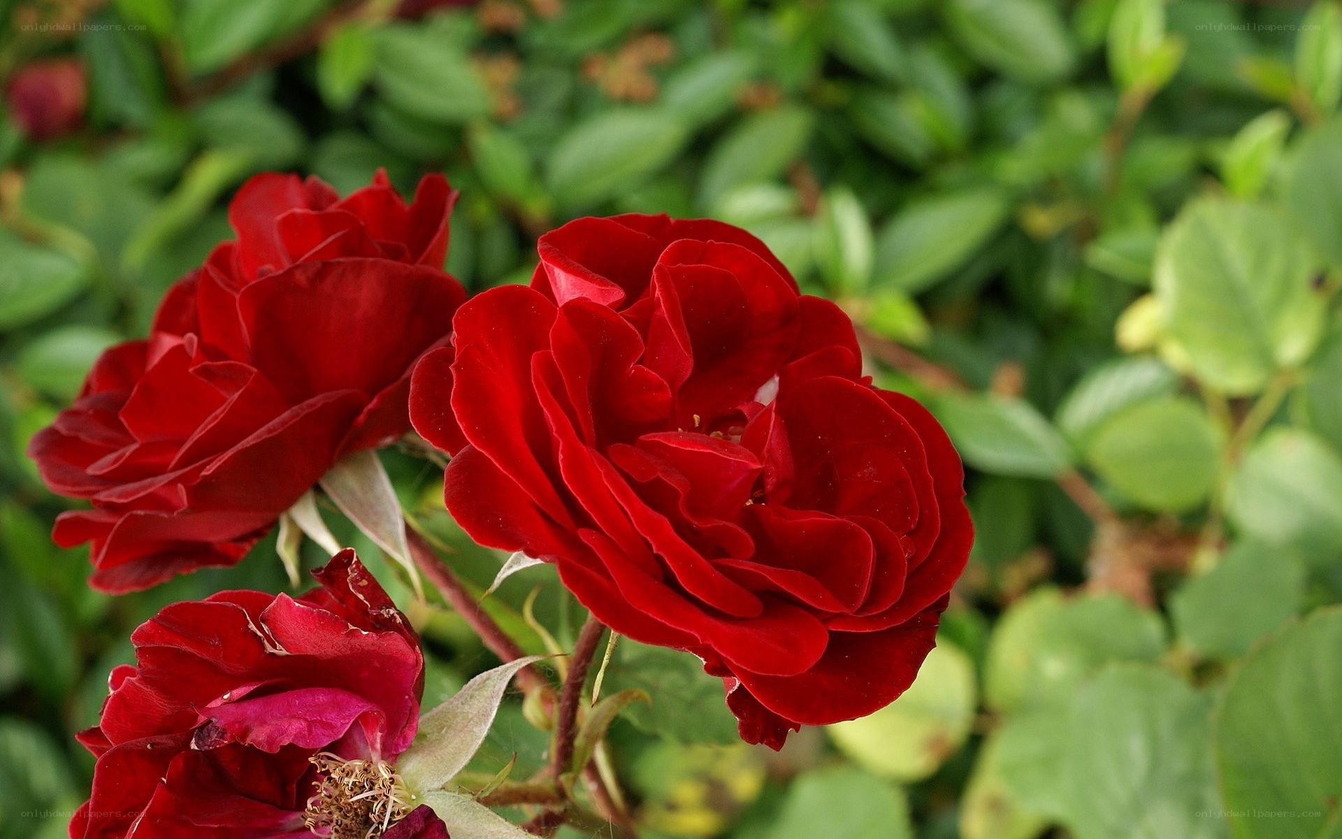 Red roses in a garden