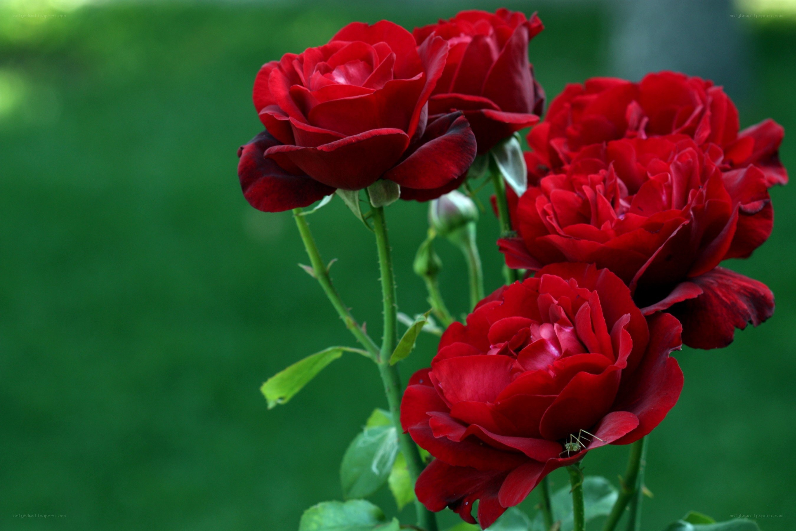 Red roses in a garden